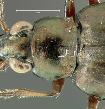 Media type: image;   Entomology 23865 Aspect: pronotum dorsal